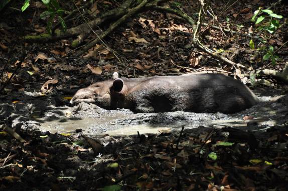 Uma anta se delicia em poça de lama na floresta do Parque Nacional Corcovado, na Península de Osa, no sul da Costa Rica